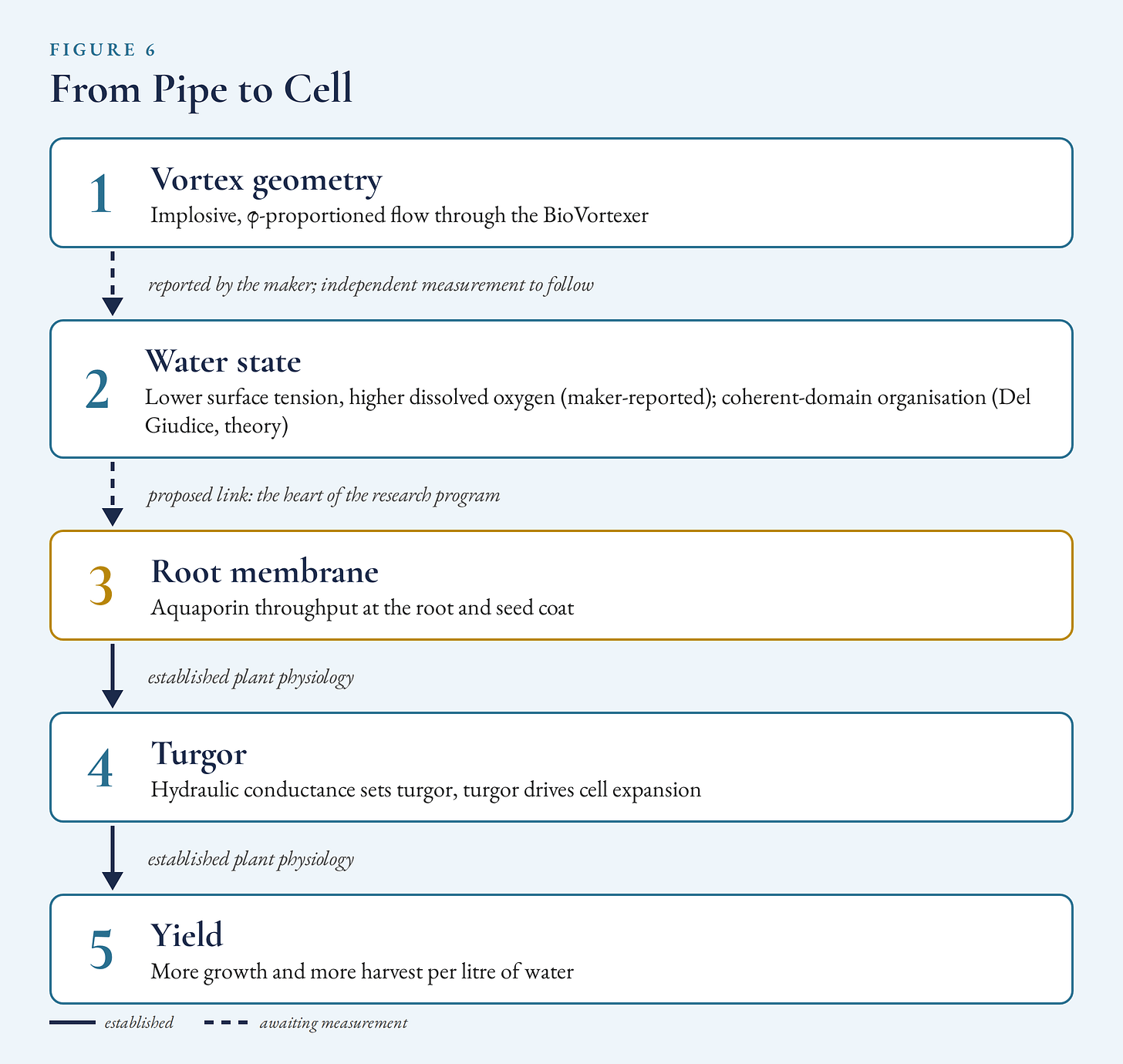 Figure 6, From Pipe to Cell: the proposed causal chain from vortex geometry through water state and root membrane aquaporin throughput to turgor and yield, marking which links are established plant physiology versus awaiting independent measurement.