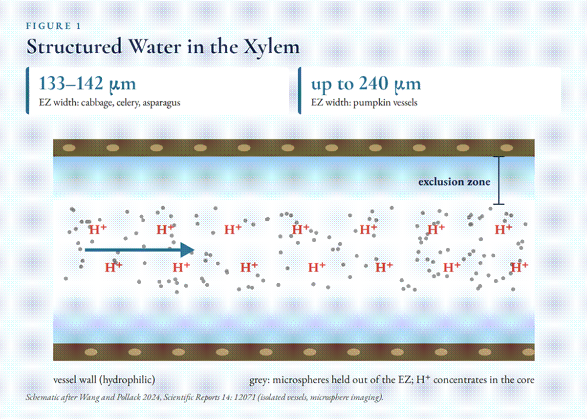 Figure 1, Structured Water in the Xylem: exclusion-zone water measured 133 to 240 micrometers wide along vessel walls. Schematic after Wang and Pollack 2024, Scientific Reports 14: 12071.