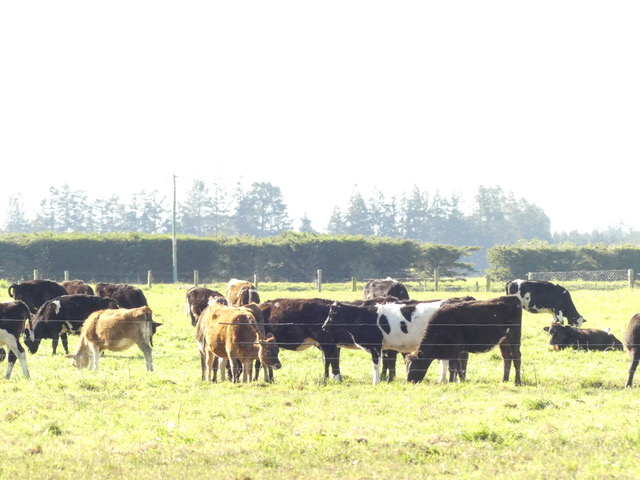 Cattle grazing on the pivot paddock