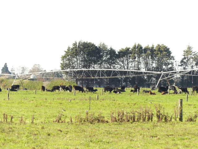 Cattle grazing under the center pivot
