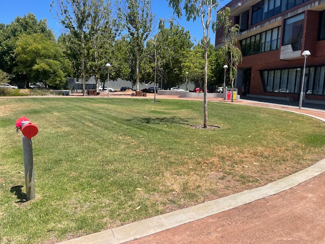 Campus turf at Curtin University Midland Campus in early December 2024, patchy coverage with dry areas