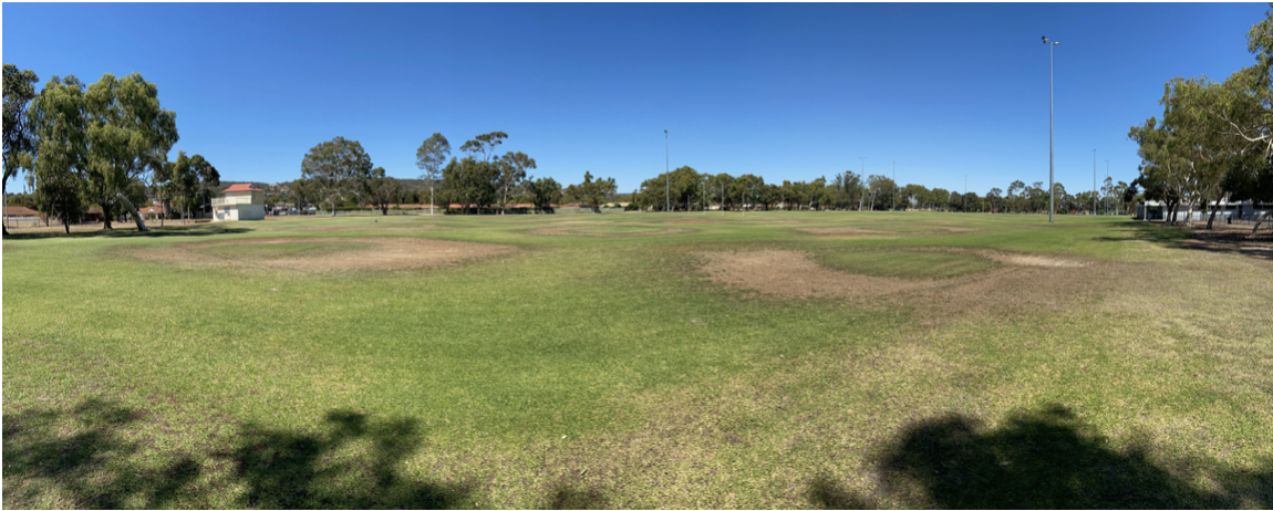 Late summer dry patches, Gwynne Park, 28 March 2024 — before installation