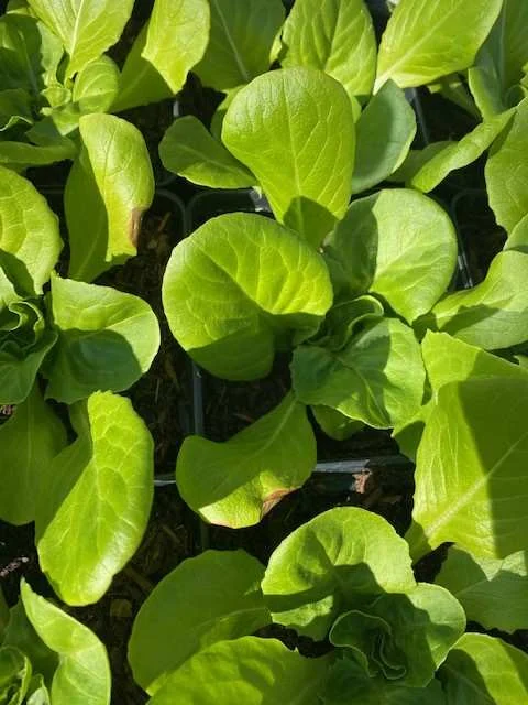 Canopy close-up during the trial