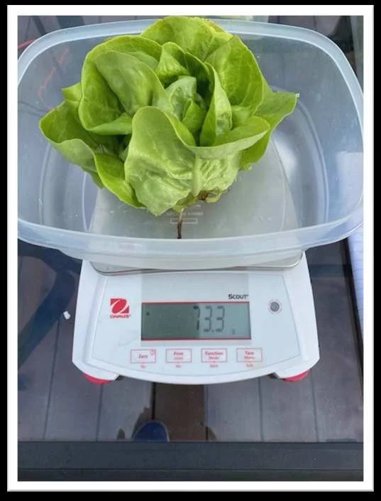 A harvested head weighed on the OHAUS balance at 54 days; fresh weights showed no significant difference between treatments