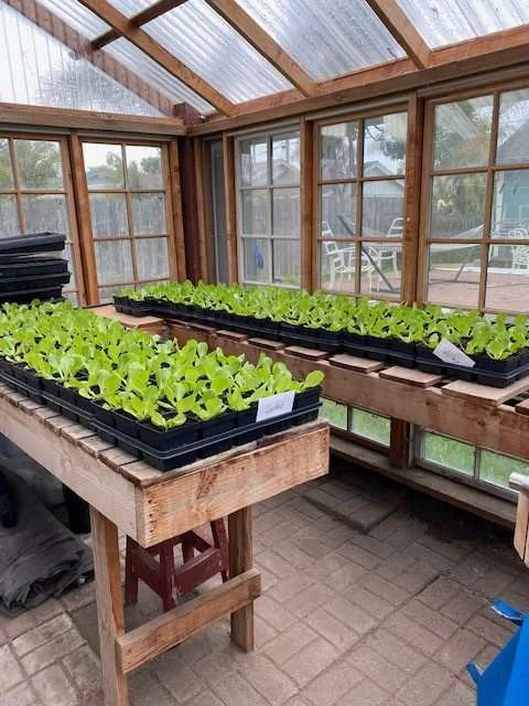 Butter lettuce plug plants, cultivar REX, before transplanting