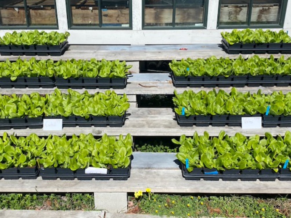 New Age Laboratories · Butter Lettuce Trial: Near-zero aphid pressure