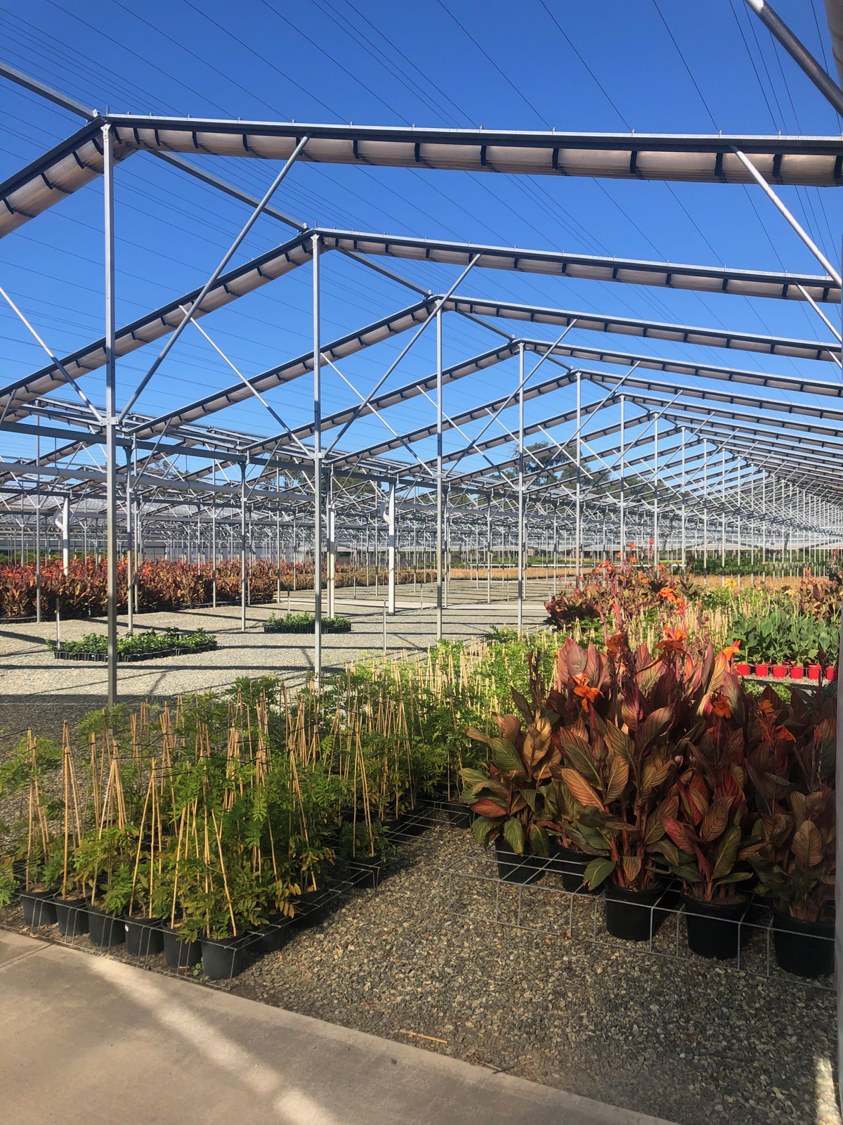Inside the Touchwood Nursery growing greenhouse
