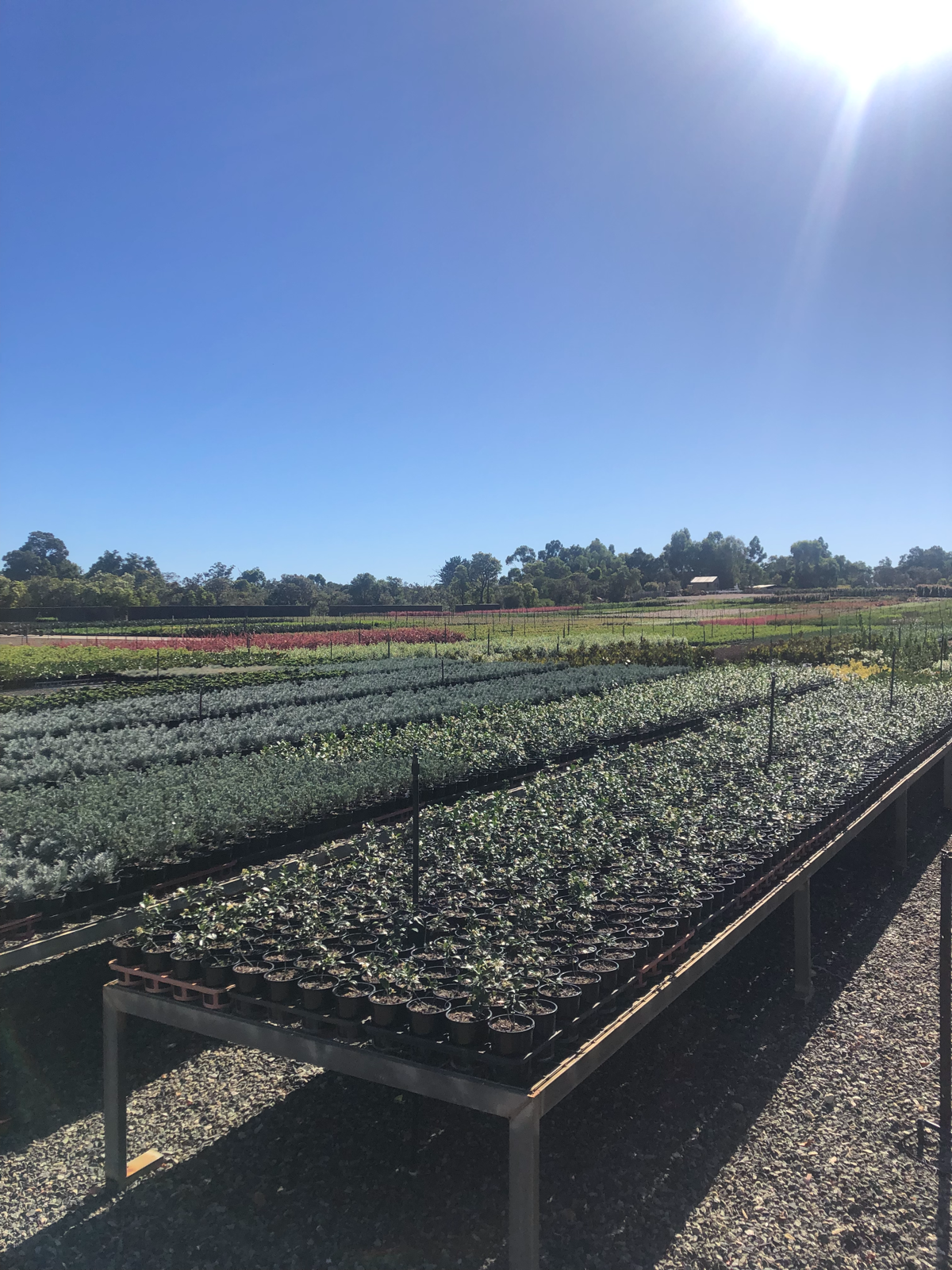 Outdoor plant beds at Touchwood Nursery, December 2023